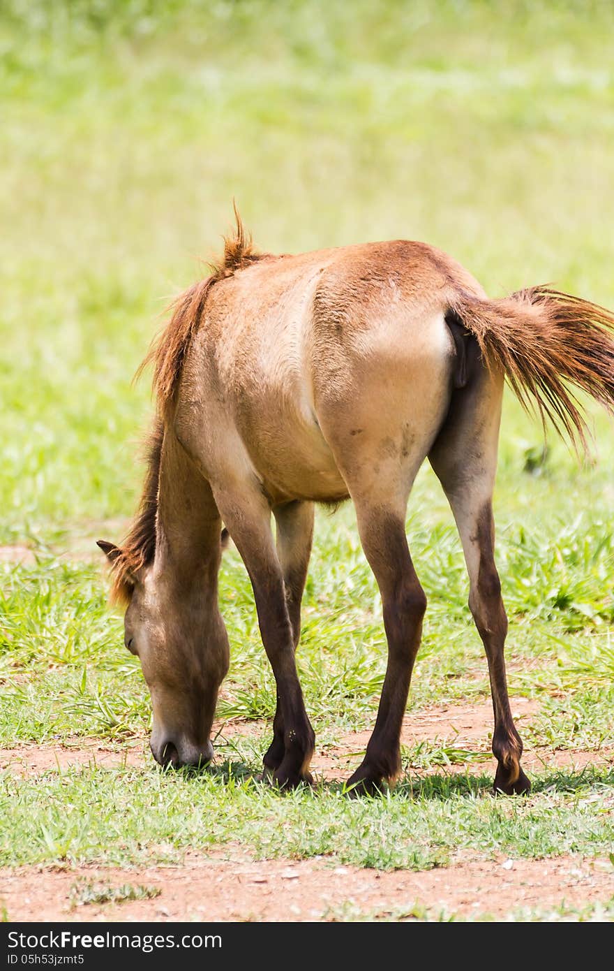 Brown Horse feeding in a field in the sunlight