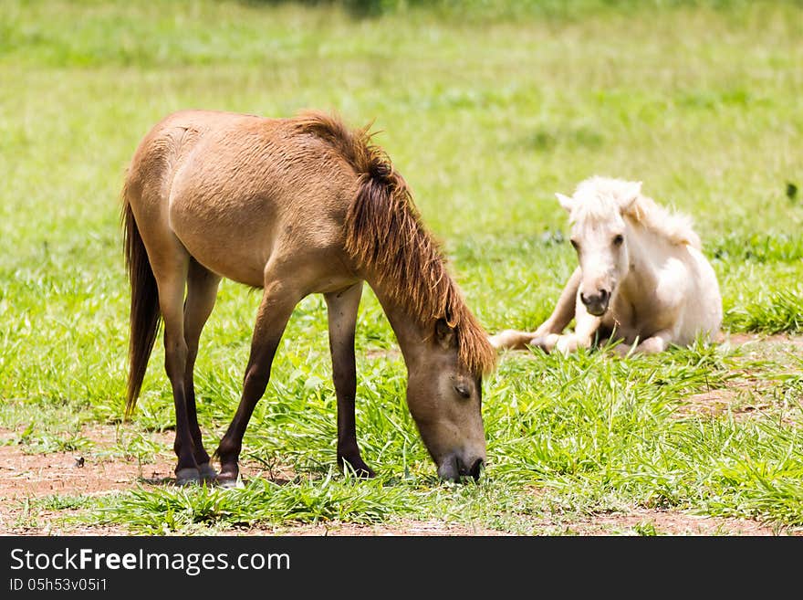 Brown Horse feeding in a field in the sunlight