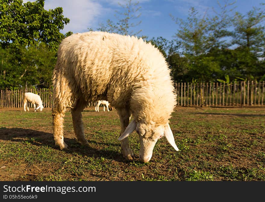 Sheep grazing in the farm in a sunny day. Sheep grazing in the farm in a sunny day.