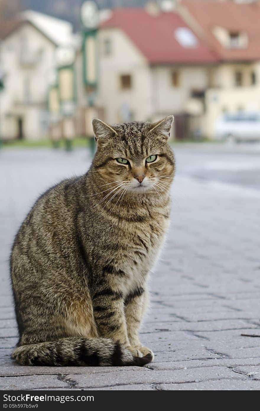 Cat on street