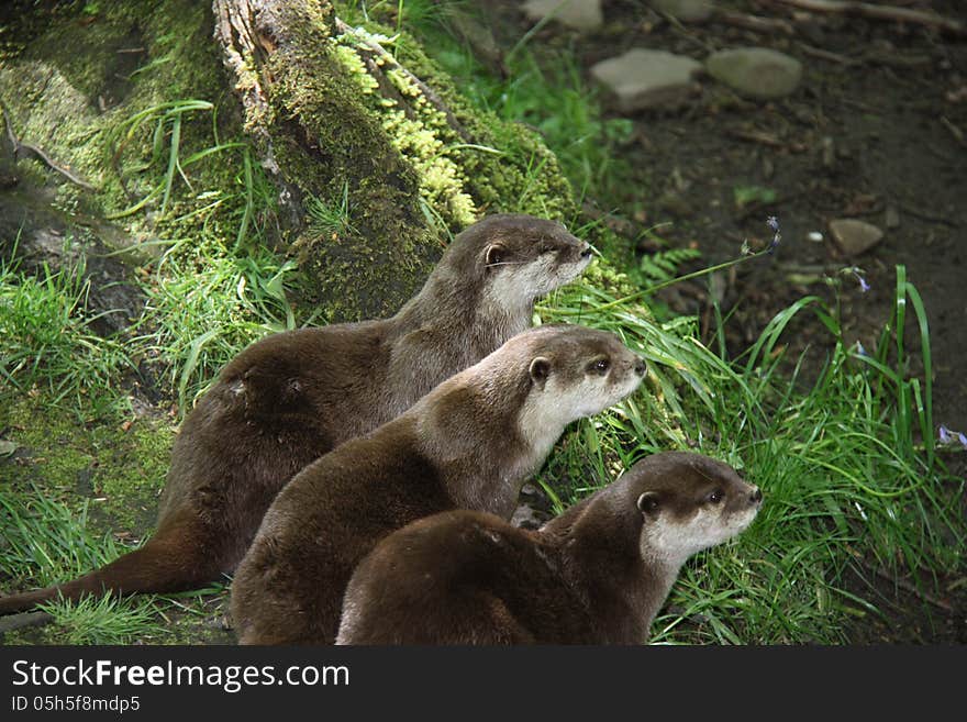 Three Curious Otters Standing in a Row. Three Curious Otters Standing in a Row.