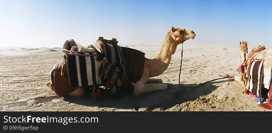 Camel awaiting its customers on the desert. Camel awaiting its customers on the desert