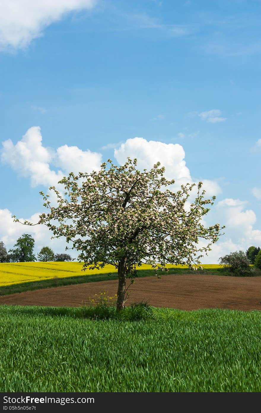 Blooming tree in a colorful landscape.