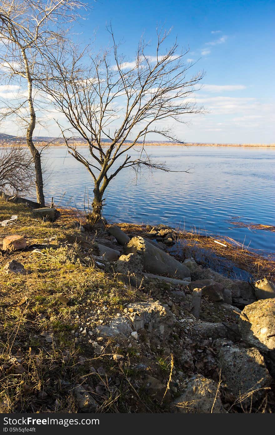 Dry wood. View from the background of the river