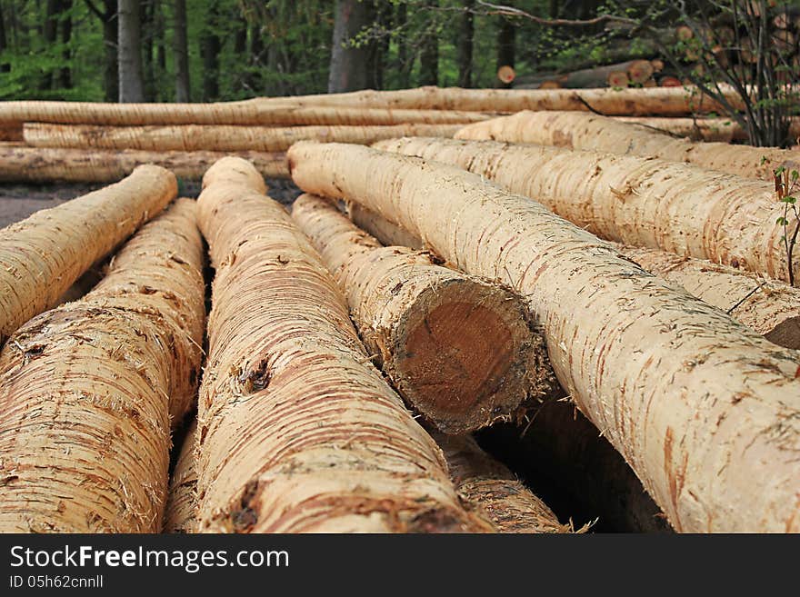 Logs in forest