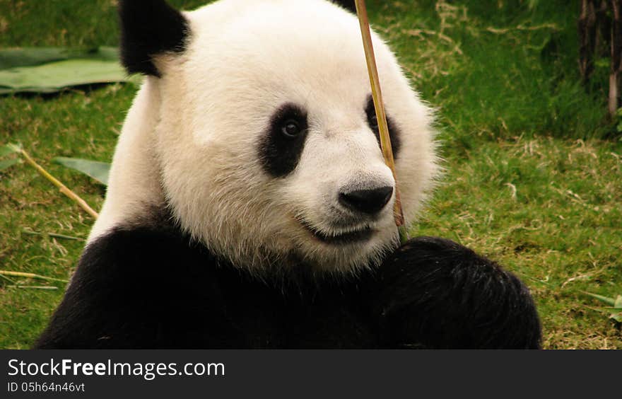 Panda holding a bamboo stick