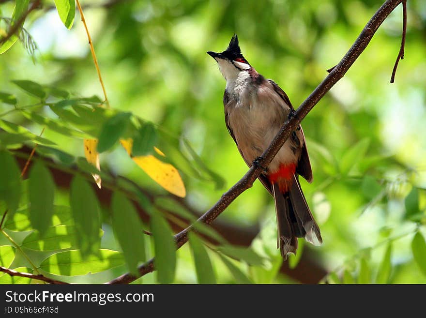 The Red-whiskered Bulbul Asian Bird