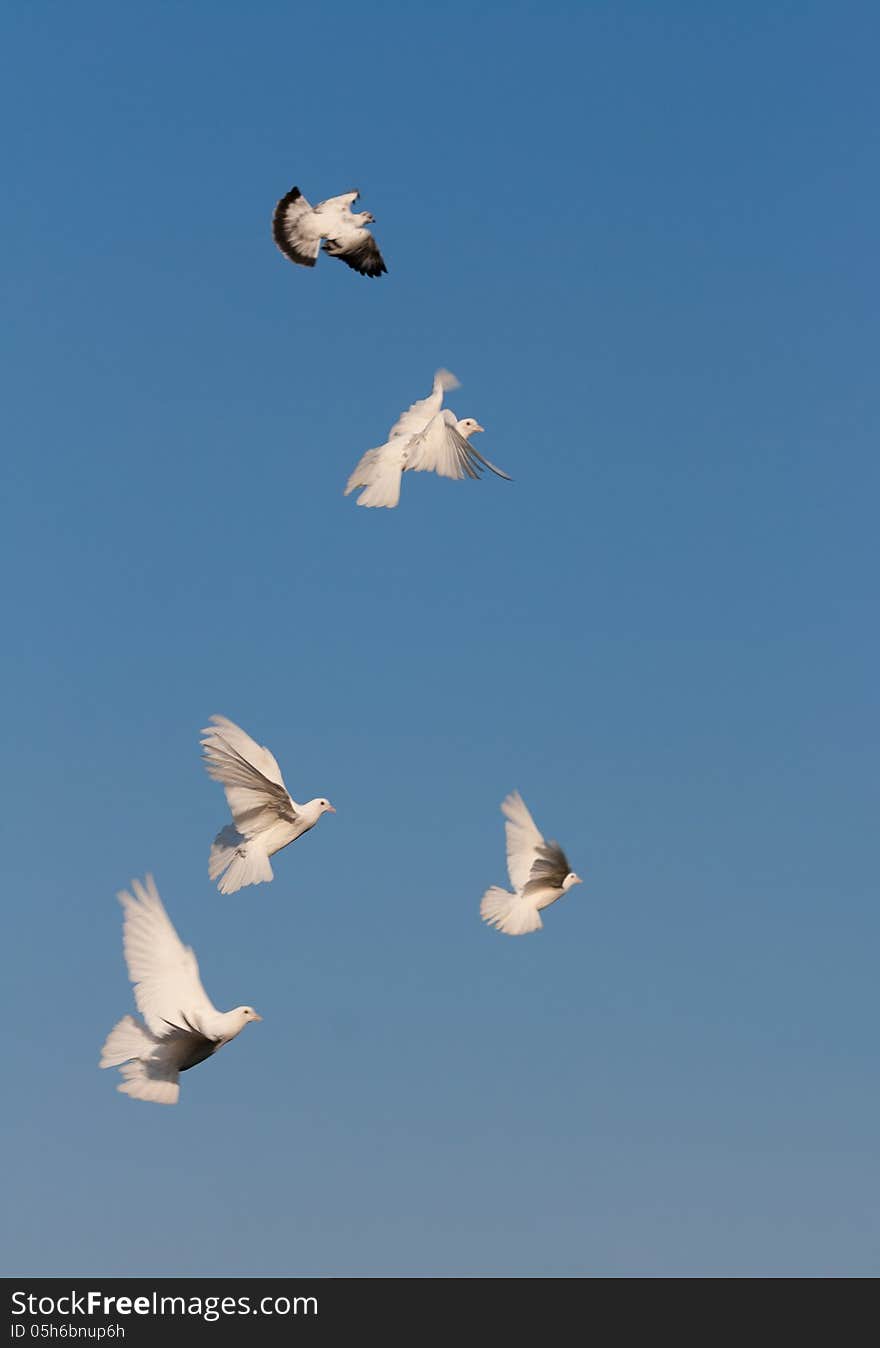 Pigeons flying freely in the sky