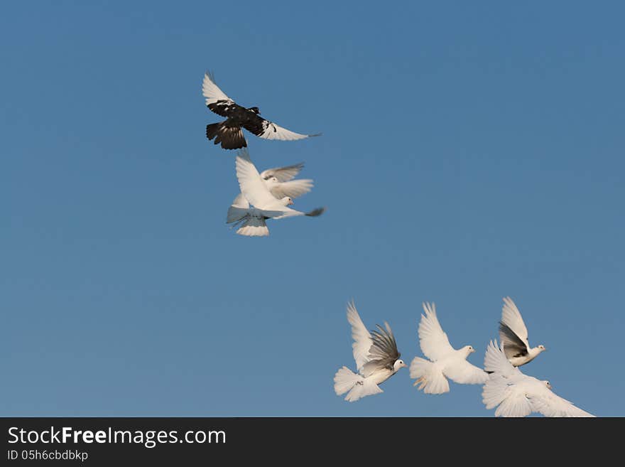 Pigeons flying freely in the sky. Pigeons flying freely in the sky