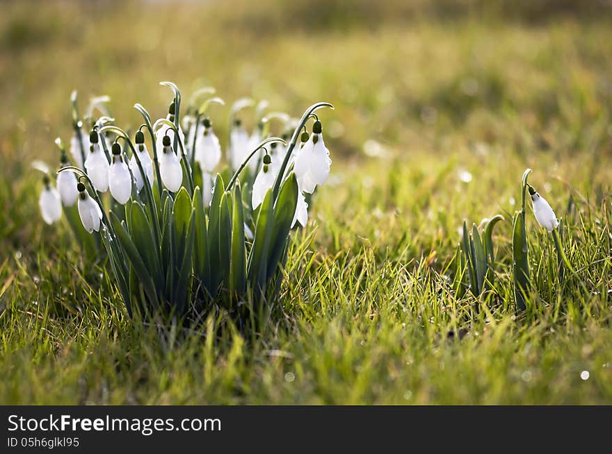 Little white snowdrops in early Spring