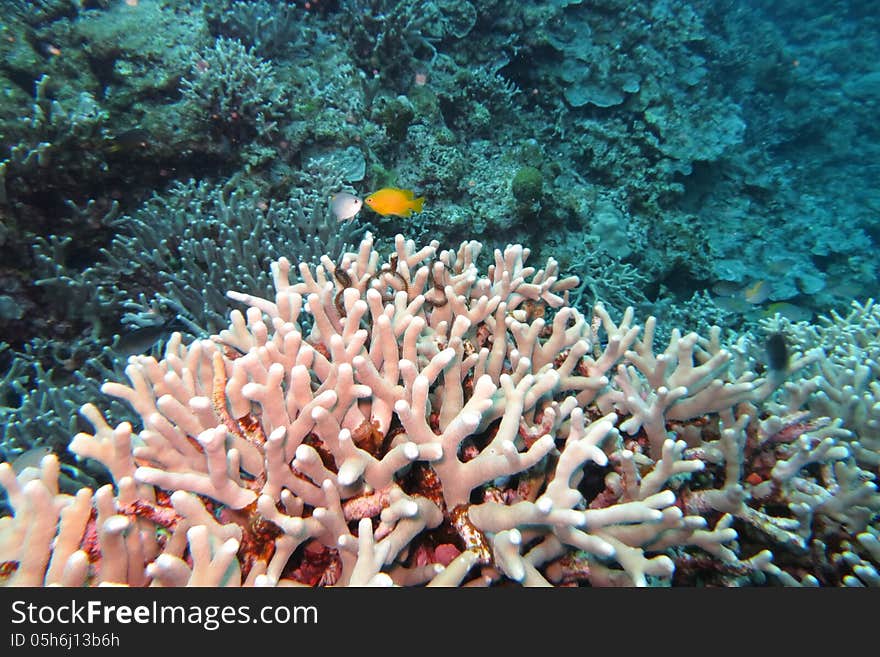 Coral reef and colorful fish