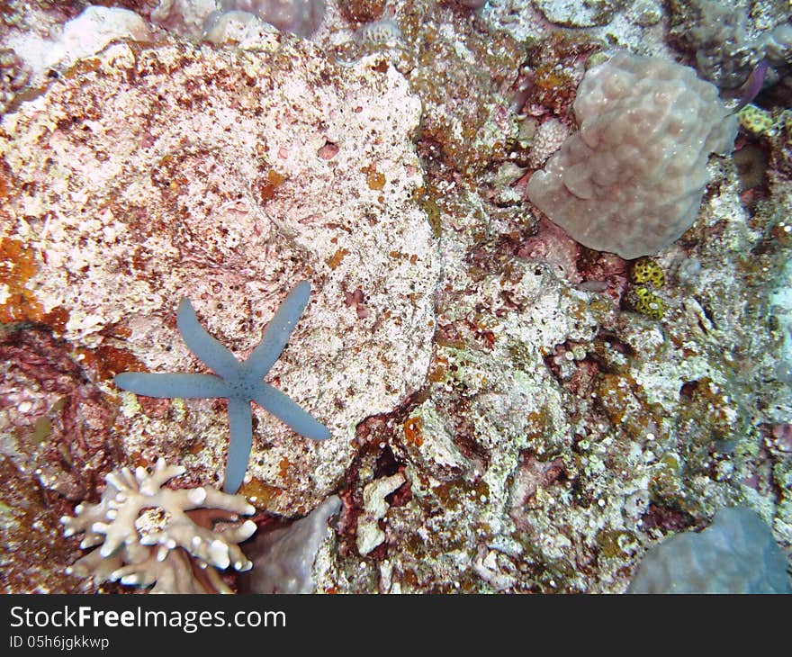 A blue starfish on the coral reef