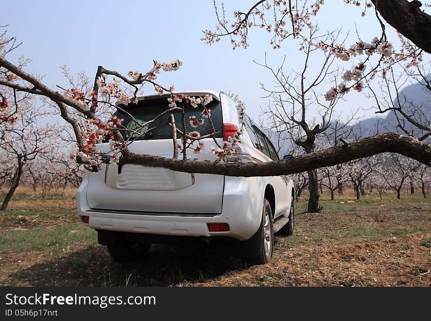 Road trip during springtime when apricot flowers are blooming