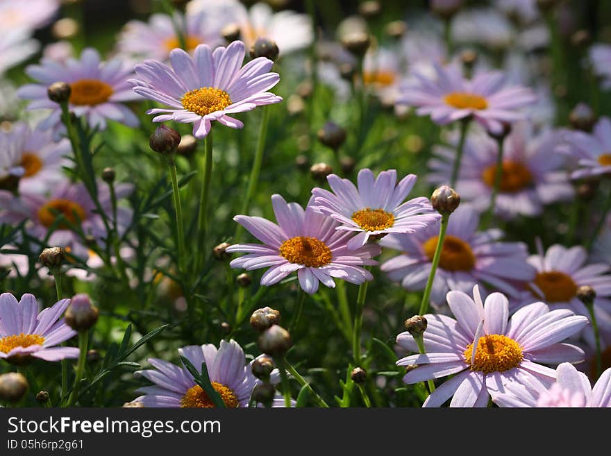 Daisy field under soft lights in the morning