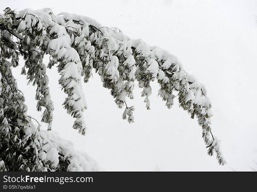 Tree branch covered with snow