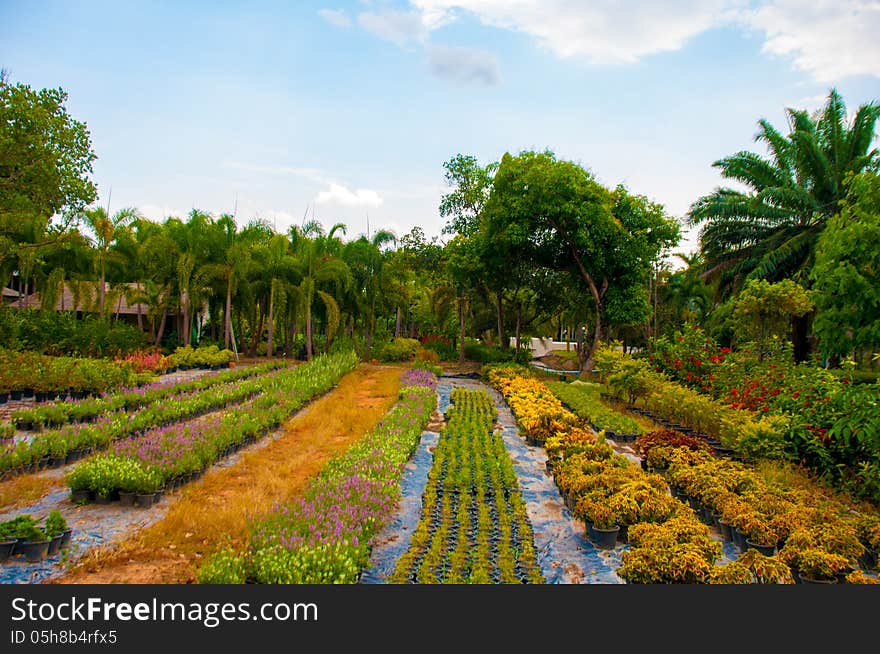 Exotic botanical garden in the North of Thailand