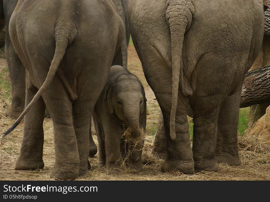Elephant baby hiding between mother and father
