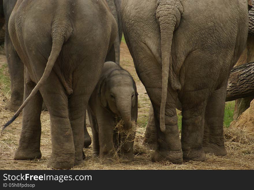 Elephant baby hiding