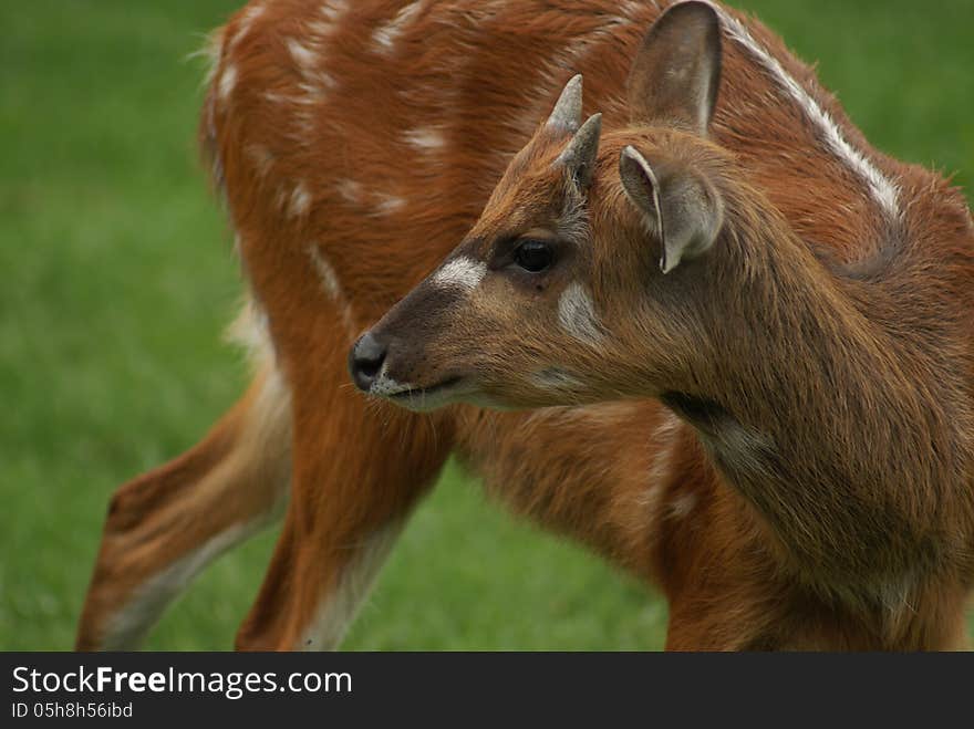 Sitatunga Antelope