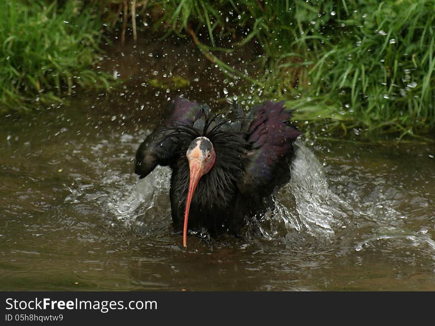 Black Ibis in pool