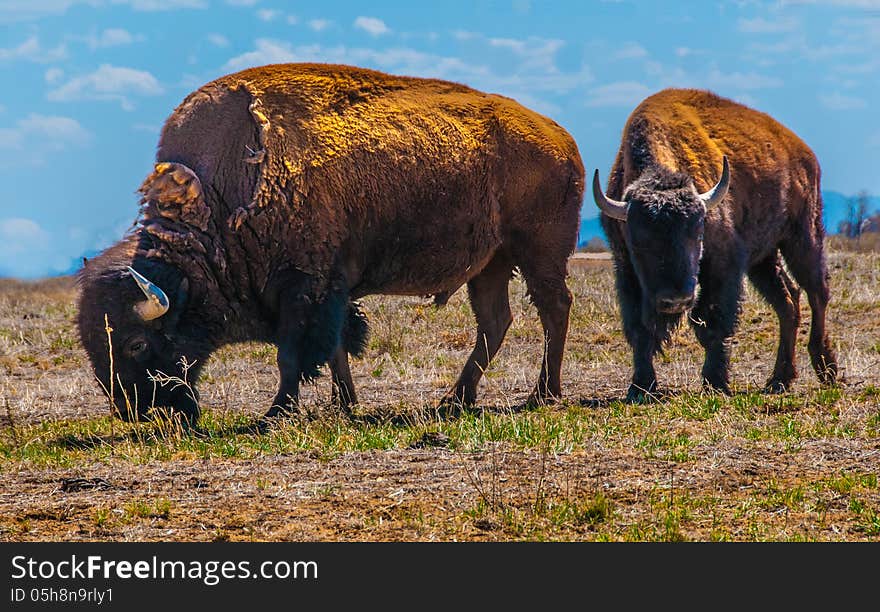 Two Bison In Field at Rocky Mountain Arsenal National Wildlife Refuge, Commerce City, Colorado, U.S.A. Horizontal. Two Bison In Field at Rocky Mountain Arsenal National Wildlife Refuge, Commerce City, Colorado, U.S.A. Horizontal