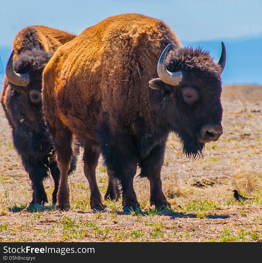 Pair Of Bison