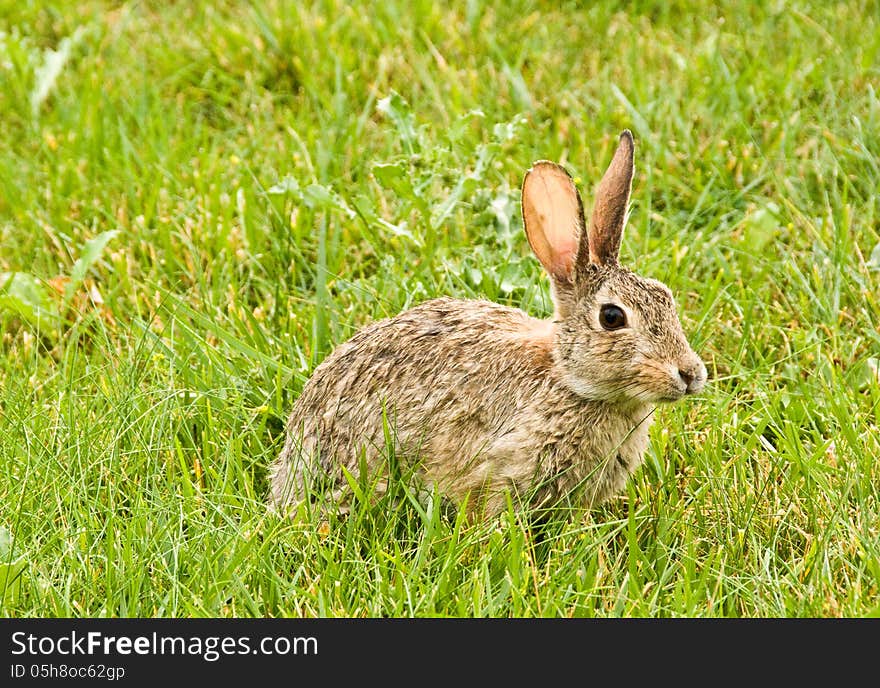 Bunny with long ears in field of grass on a sunny day Horizontal. Bunny with long ears in field of grass on a sunny day Horizontal