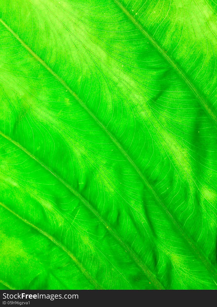 Texture of a green leaf as background. Texture of a green leaf as background