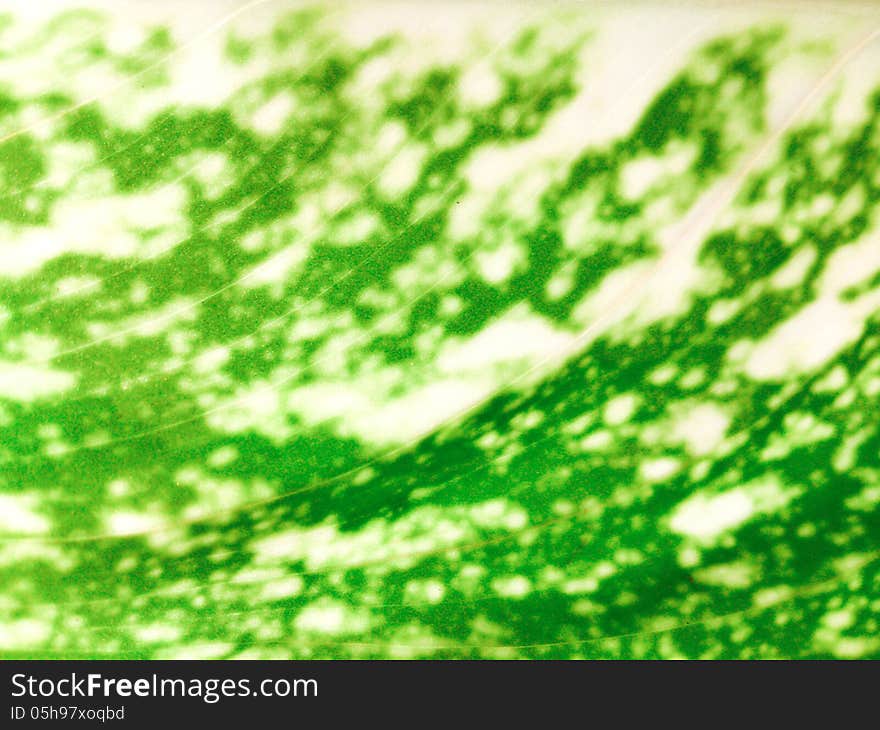 Texture of green leaf