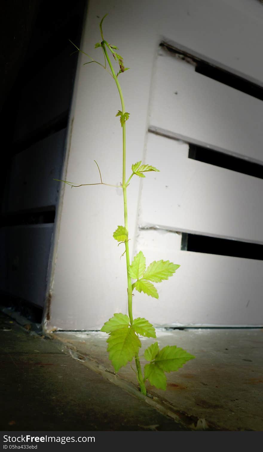 Plant rising sprout on cement ground.