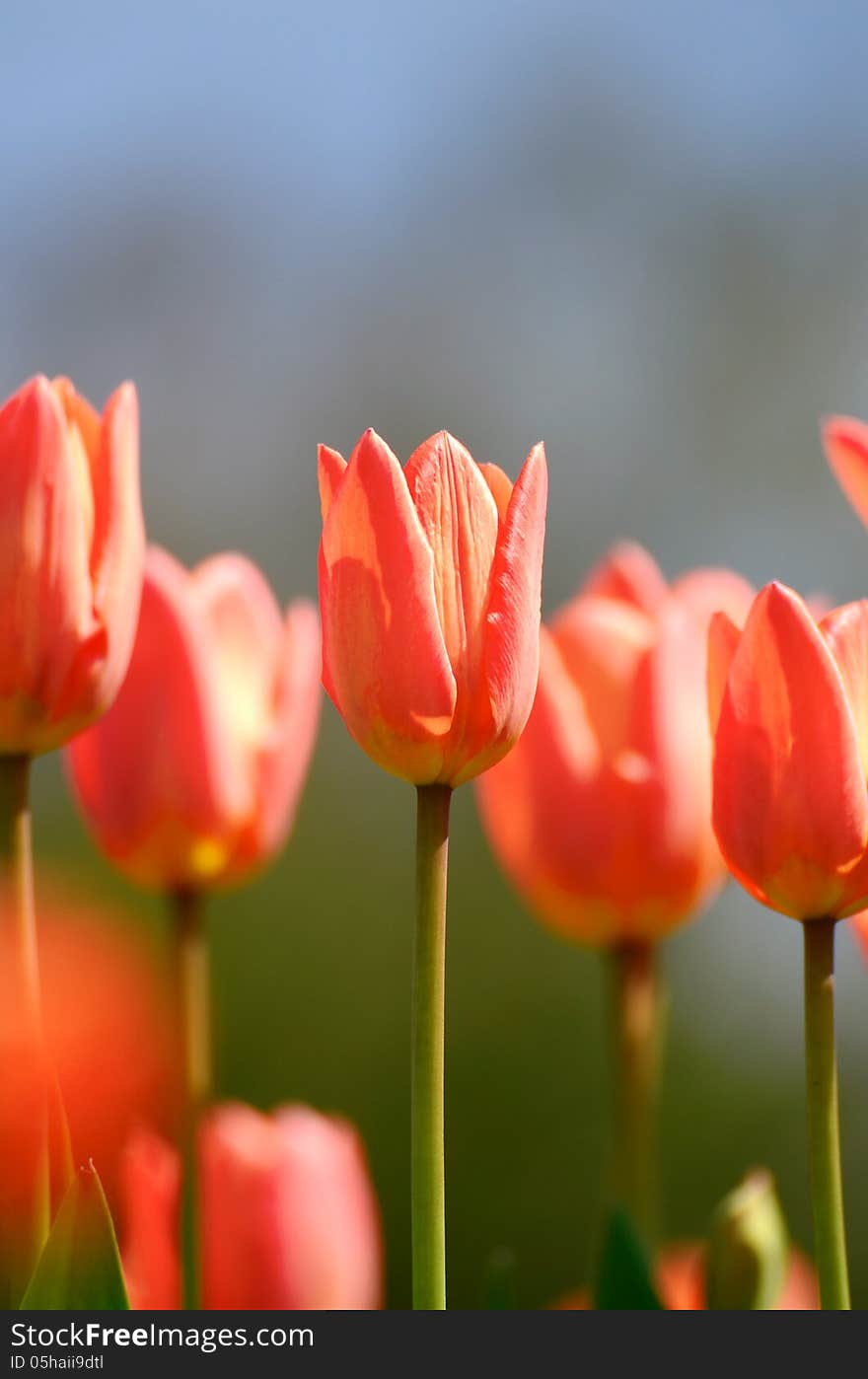 Red tulips in a sunny day