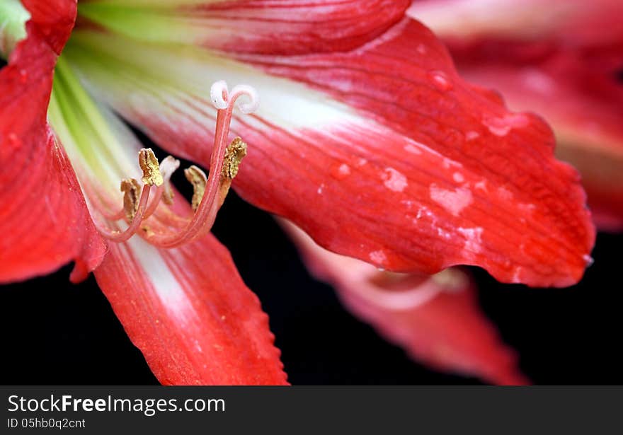 Close-up of a stamen of an easter red lilium flower. Close-up of a stamen of an easter red lilium flower