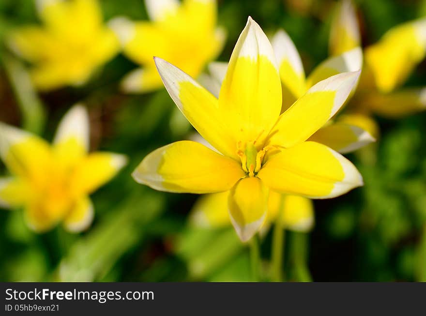 Yellow Star-of-Bethlehem