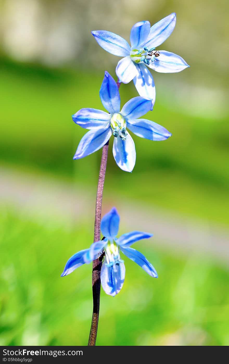 Spring flower scilla snowdrop closeup. Spring flower scilla snowdrop closeup