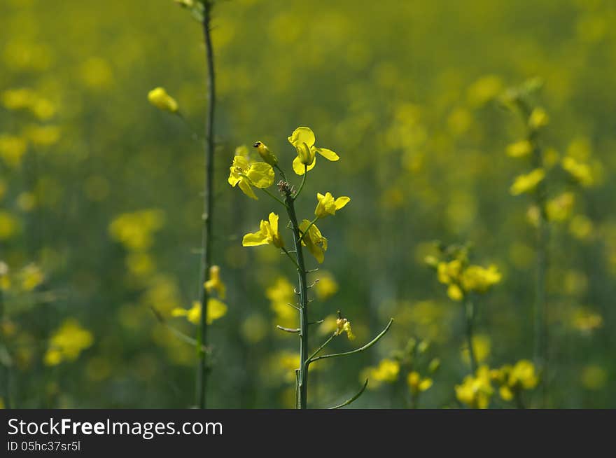 Rapeseed flowers close