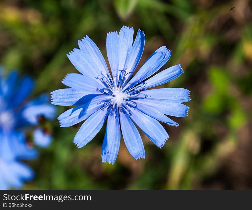 Blue blossom of Cichorium intybus. Blue blossom of Cichorium intybus