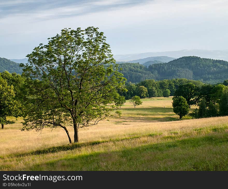 Lonely tree