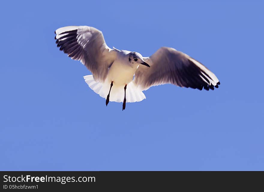 animal animals beak beautiful beauty bird birds blue clear concepts dove feather