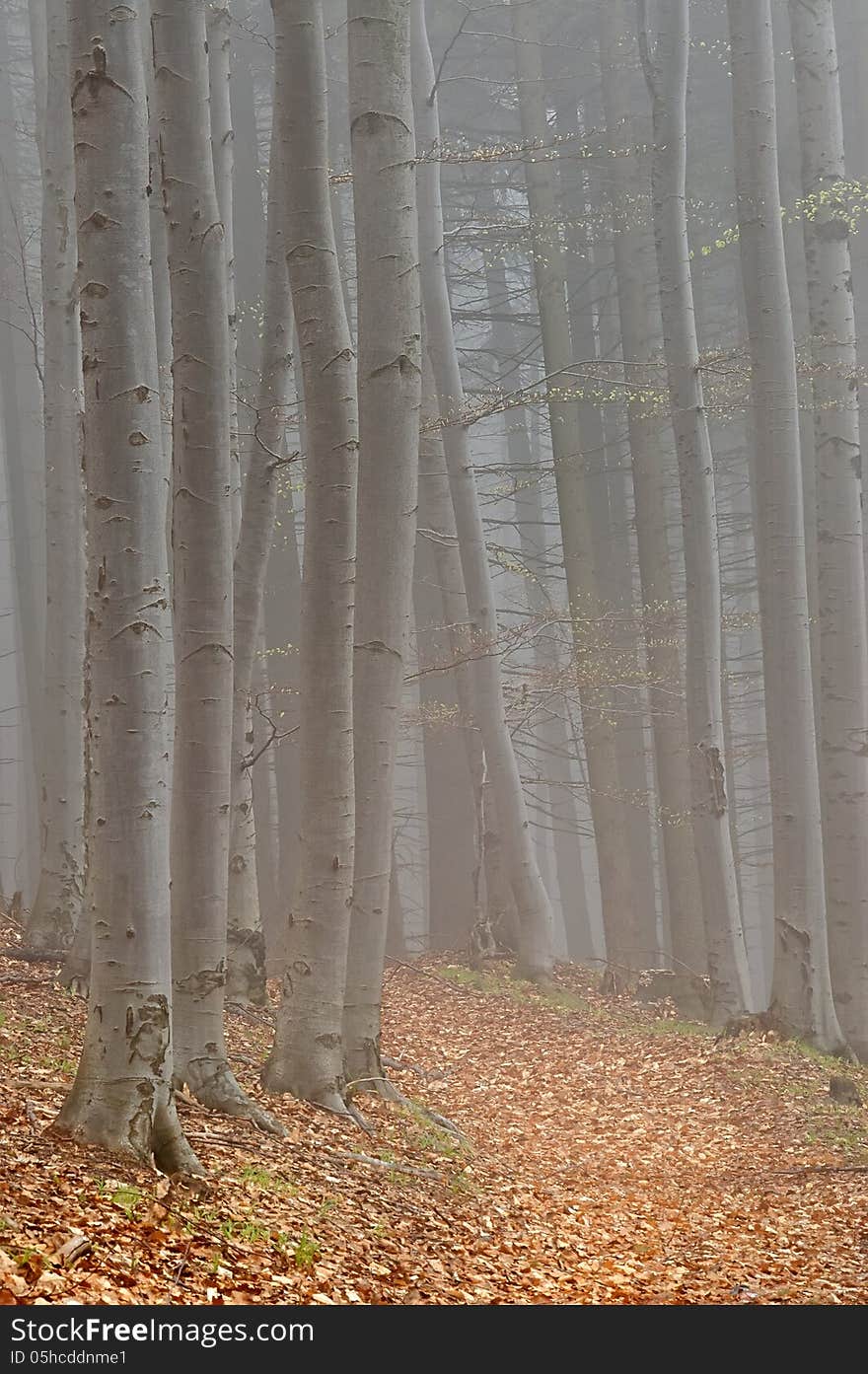 Spring beech forest with fog in background. Spring beech forest with fog in background