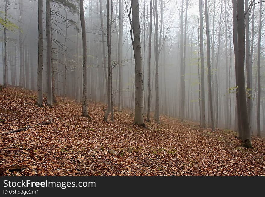 Spring beech forest with fog in background. Spring beech forest with fog in background