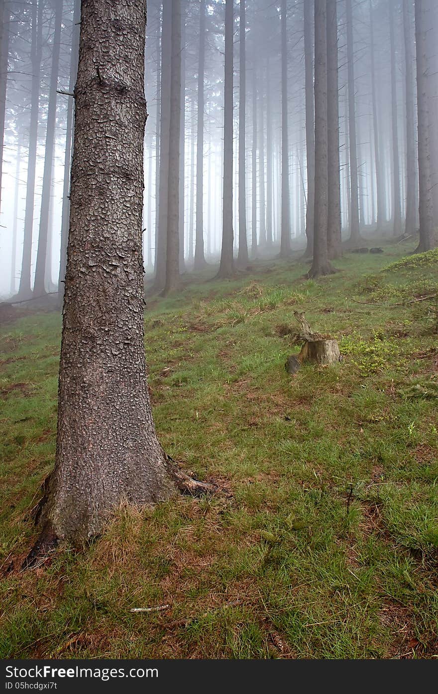 Coniferous forest