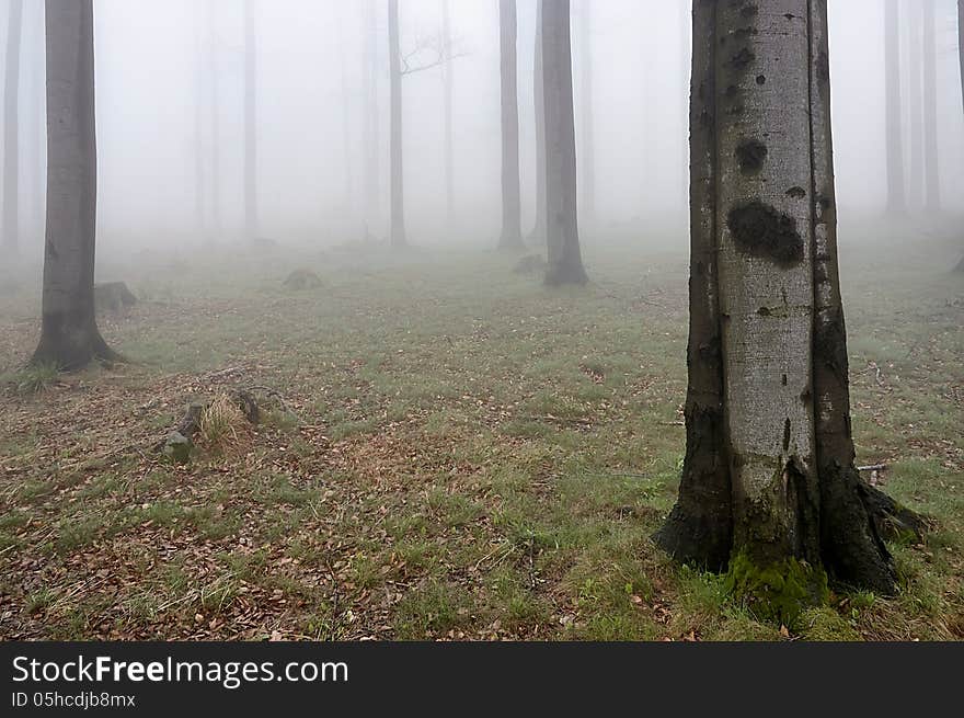 Spring beech forest with fog in background. Spring beech forest with fog in background