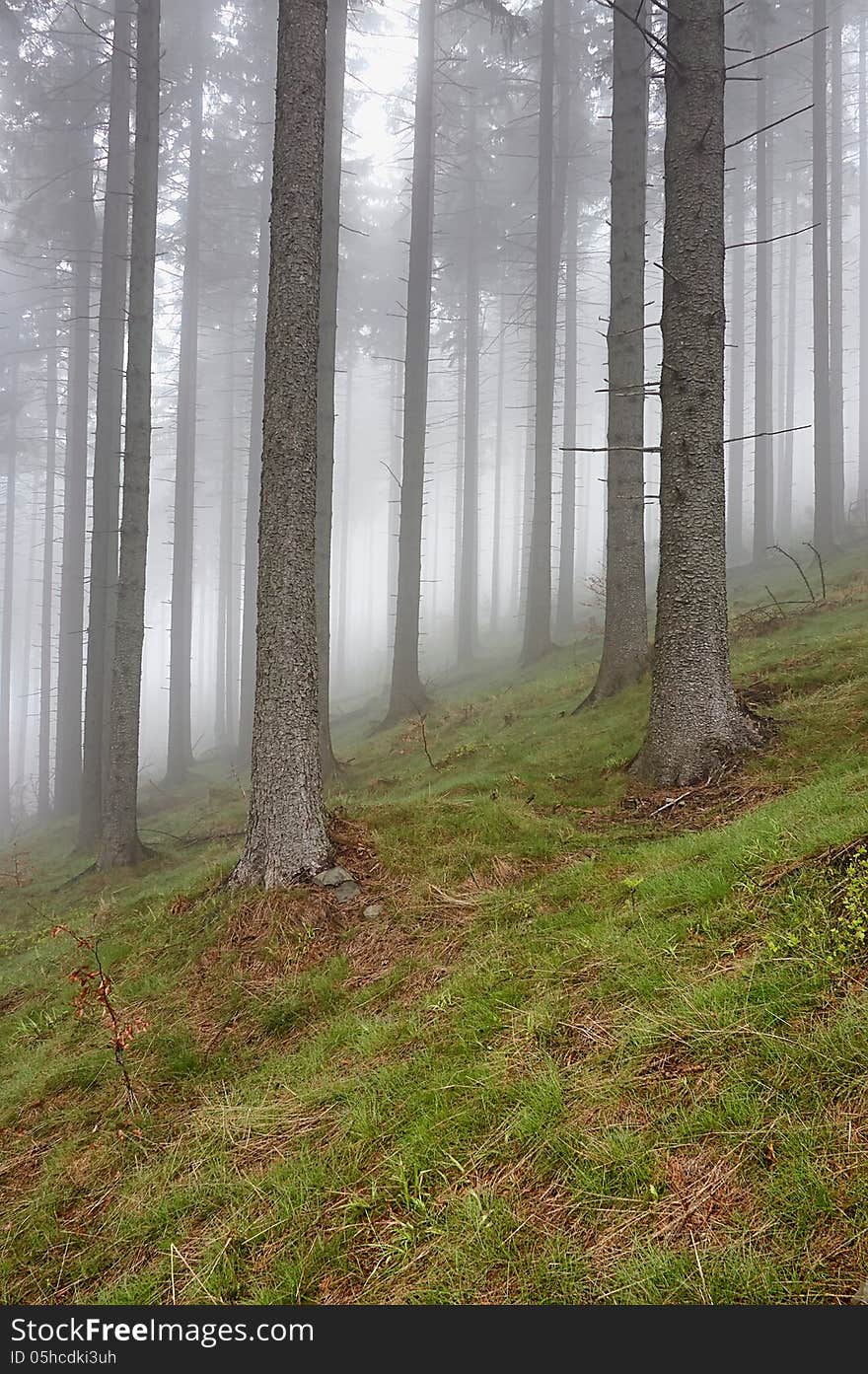 Coniferous Forest