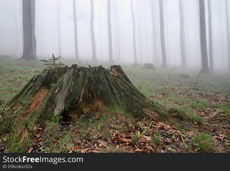 Spring beech forest with fog in background. Spring beech forest with fog in background