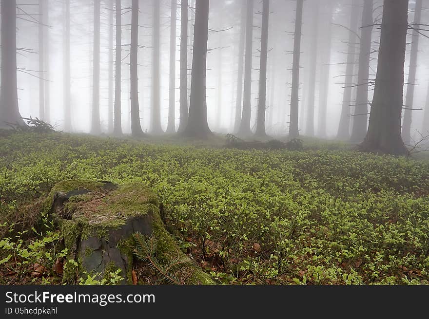 Coniferous forest