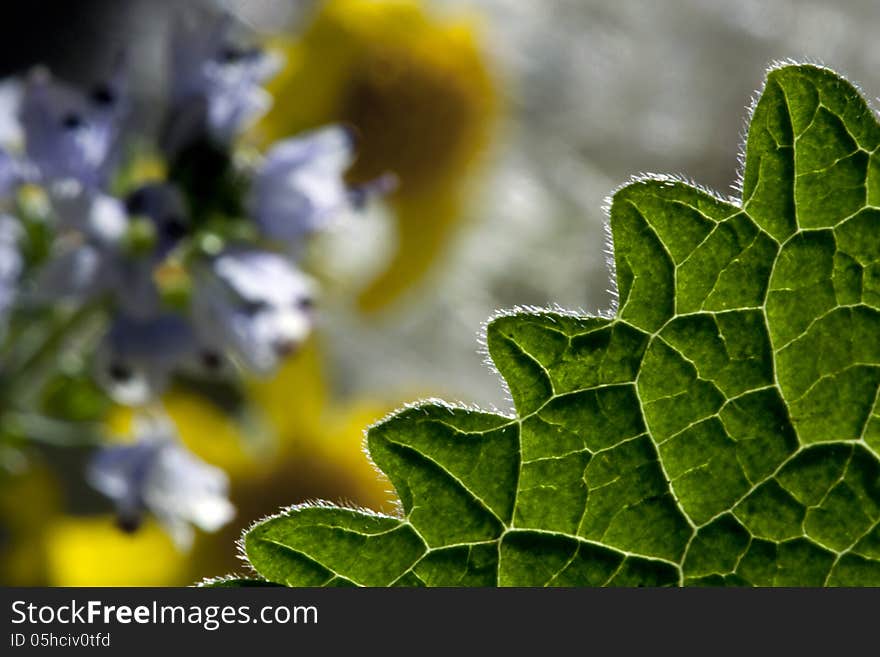 Green leaf on a background of yellow and purple flowers. Green leaf on a background of yellow and purple flowers