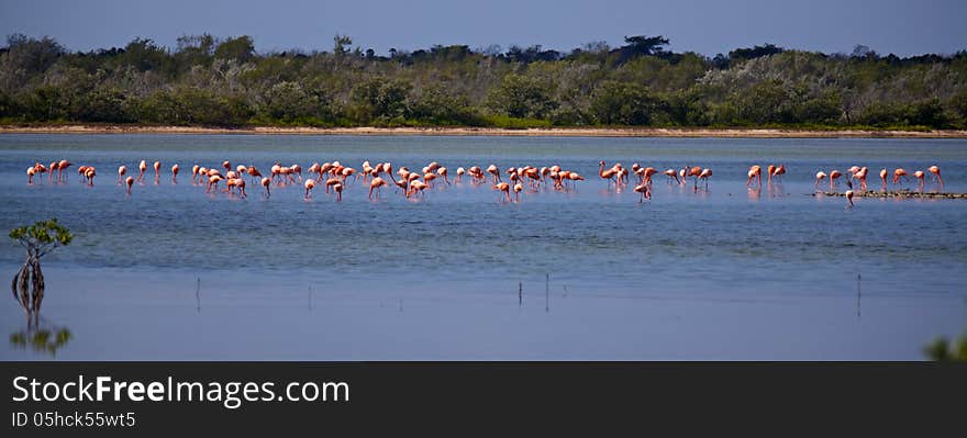 Flamengos