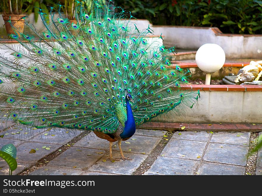 Peacock