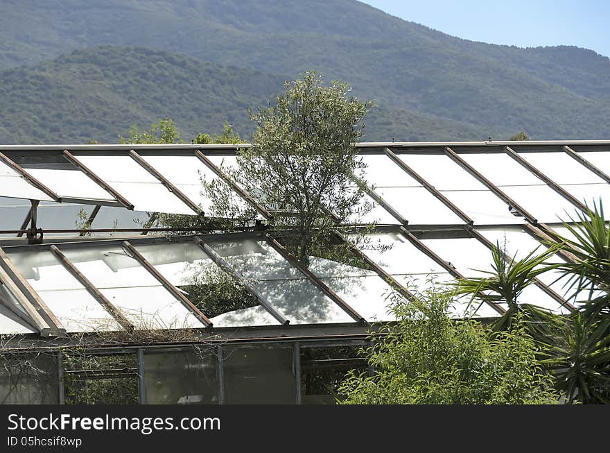 The abandoned greenhouse, from inside the plants have destroyed the windows of the roof.