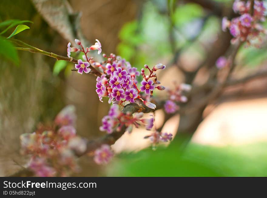 Flower, carambola, star fruit